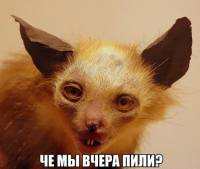 Картинка комментатора