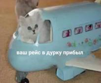 Картинка комментатора