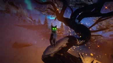 В этом году в ангаре только 1 котэ.