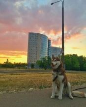 Краткие новости и уведомления World of Tanks за выходные